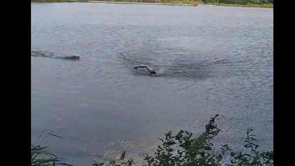 झील में अकेले तैराकी कर रहे शख्स पर झपट पड़ा मगरमच्छ झील में अकेले तैराकी कर रहे शख्स पर झपट पड़ा मगरमच्छ