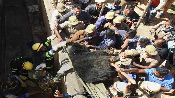 पूरे हिमालय क्षेत्र में पाए जाते हैं हिमालयी काले भालू