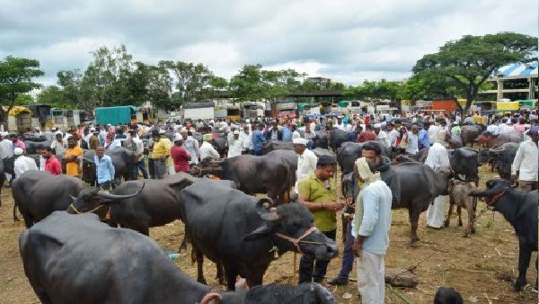3 बन्नी भैंसों को किया गया इसके लिए तैयार