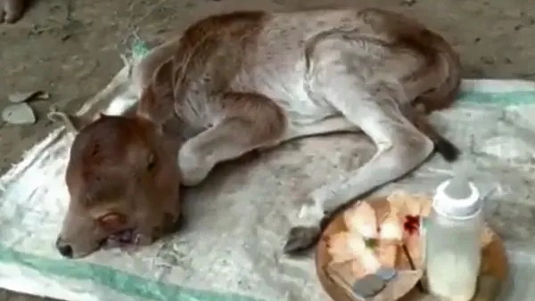 जन्मा 2 सिर वाला बछड़ा