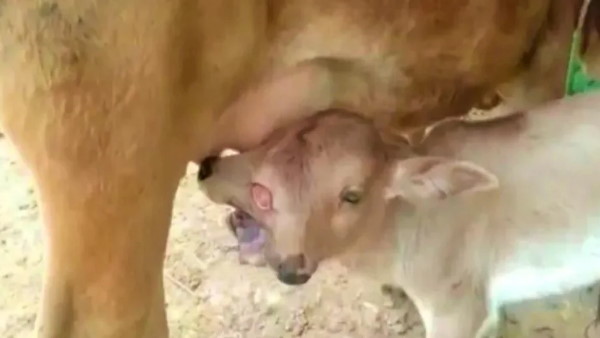 बछड़े को अपनी मां का दूध पीने में परेशानी हो रही है