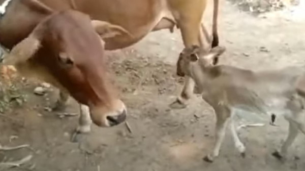 पहले भी सामने आए हैं ऐसे मामले