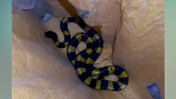 जहरीले सांप बैंडेड करैत का किया रेस्क्यू