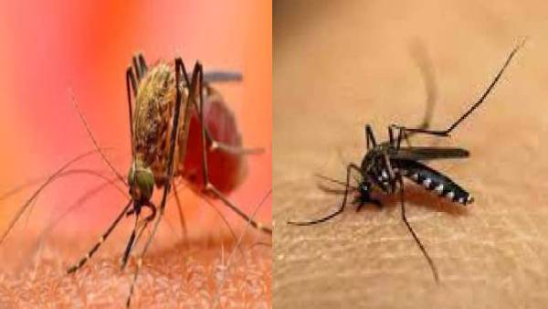 पठानकोट में भी बढ़ रहे डेंगू के मामले