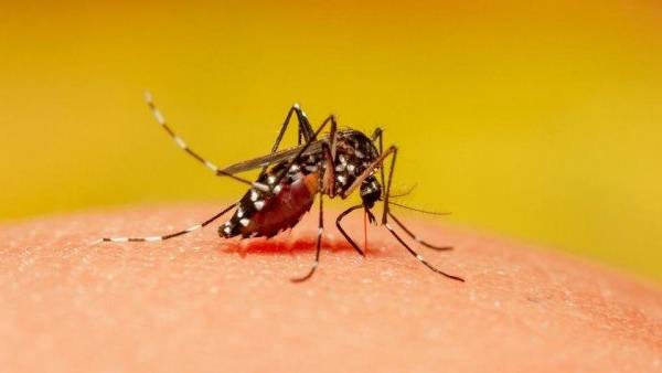 डेंगू का क़हर