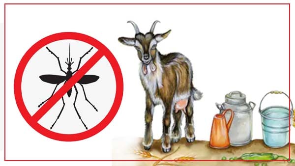 बकरी का दूध इसलिए होता है गुणकारी