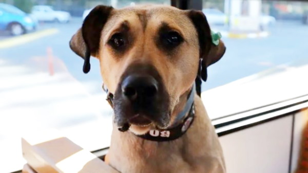 घुमक्कड़ कुत्ता बना सोशल मीडिया स्टार