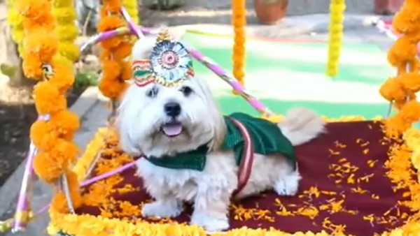 परिवार की तरह हैं सभी पालतू जानवर परिवार की तरह हैं सभी पालतू जानवर