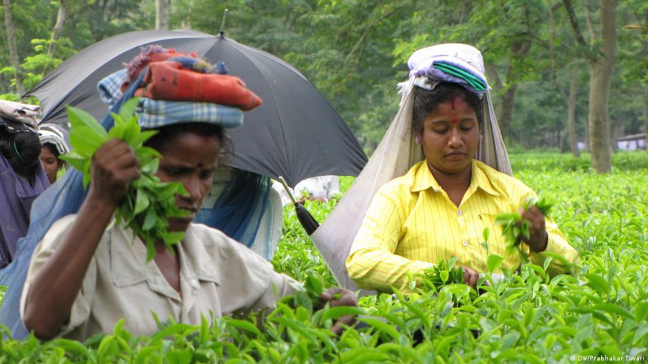 Provided by Deutsche Welle Provided by Deutsche Welle