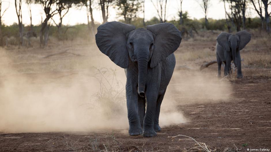 इंसानी गतिविधियां दूसरे जीवों के क्रम विकास को बदल रही हैं