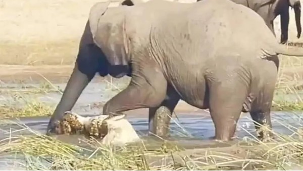 कैमरे में कैद हुआ नजारा