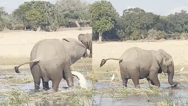 10 फीट लंबा था मगरमच्छ