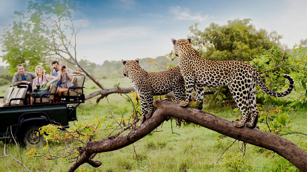 2012 में सामने आई पिंक पैंथर की तस्वीर