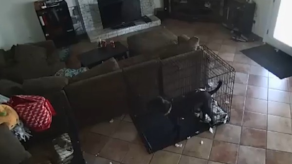 कुछ देर भौंकने के बाद चुप