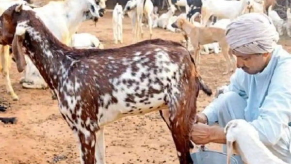 200 से 300 रुपए प्रति लीटर बिक रहा है बकरी का दूध