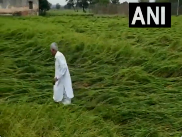 Watch Video: Paddy crops ruined due to storm rain, sowing of mustard affected also in Rohtak