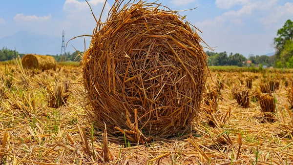 Now public will get rid of stubble burning, Kaithal farmer adopted a technique in Haryana