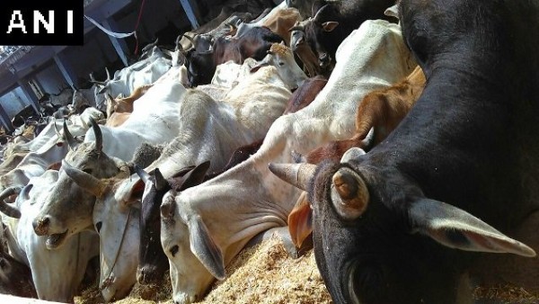 कैसे होती है आचार की कमाई