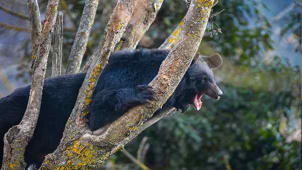 कई घंटों के ऑपरेशन के बाद राजभवन से पकड़ा गया भालू