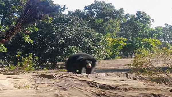 भालू ने राजभवन में घुसकर खाया चिकन