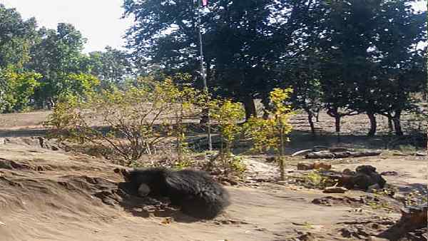 लुप्तप्राय प्रजाति में शामिल है हिमालयी काला भालू