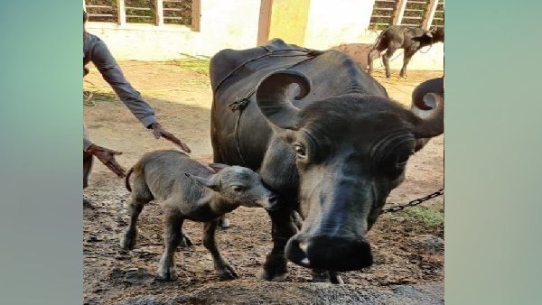 भैंसे और उसकी मां का होगा DNA टेस्ट भैंसे और उसकी मां का होगा DNA टेस्ट