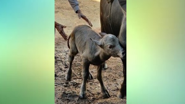 6 बार आईवीएफ गर्भाधान के बाद हुआ पैदा