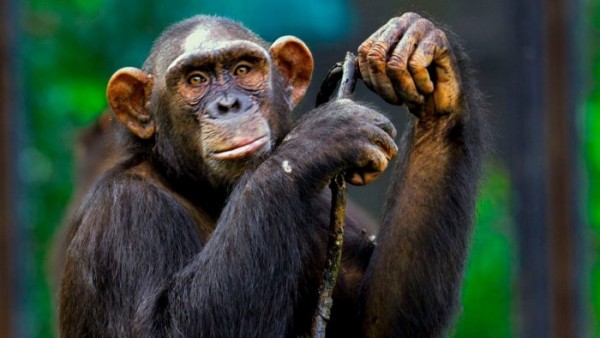 इस वजह से इंसानों की नकल कर लेते हैं चिंपैंजी इस वजह से इंसानों की नकल कर लेते हैं चिंपैंजी