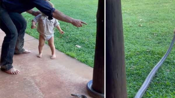  पिता को बचाने के लिए नन्‍हा मासूम सांप को पकड़ लेता है