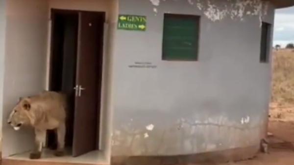 वायरल हो रहा वीडियो वायरल हो रहा वीडियो