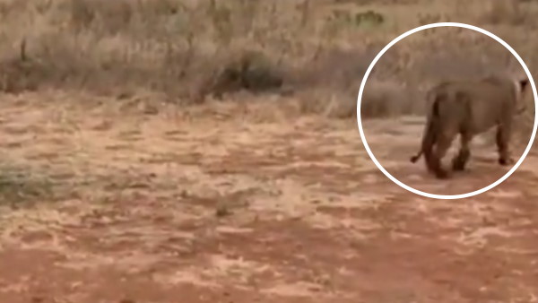 पब्लिक टॉयलेट में आराम कर रही थी शेरनी पब्लिक टॉयलेट में आराम कर रही थी शेरनी