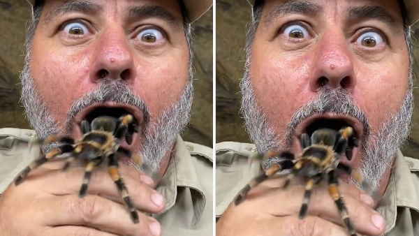 शख्स के मुंह में घुसी विशालकाय जहरीली मकड़ी शख्स के मुंह में घुसी विशालकाय जहरीली मकड़ी