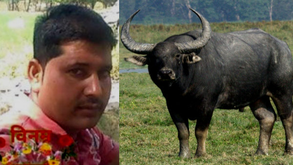 भैंसे को पानी पिला रहा था