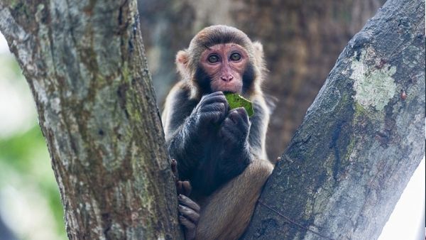 1 लाख रुपए लेकर भागा बंदर 1 लाख रुपए लेकर भागा बंदर