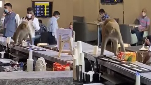 बंदर ने पिया जूस, खाया खाना