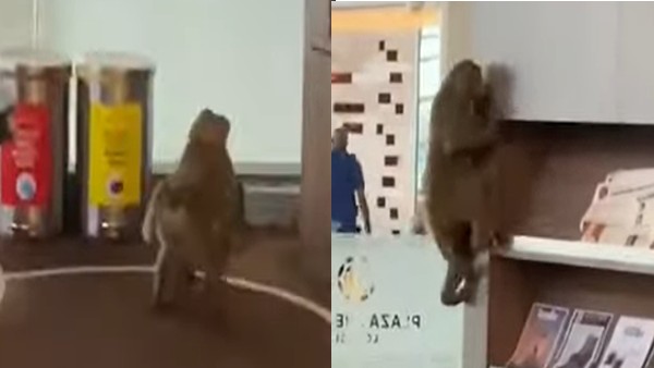 कभी एयरपोर्ट तो कभी मेट्रो में दिखा बंदर