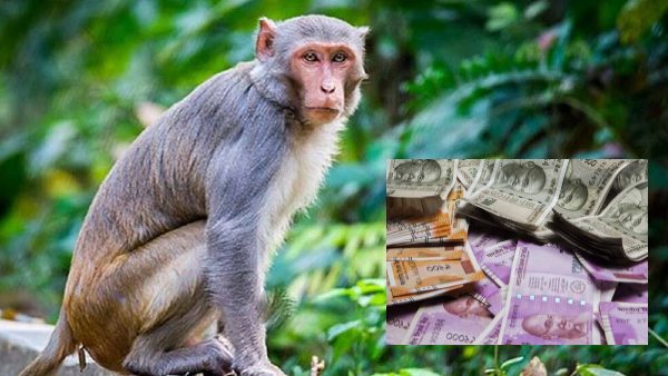 पेड़ से कर दी नोटों की बारिश पेड़ से कर दी नोटों की बारिश