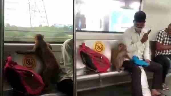 जब ब्लू लाइन मेट्रो में घुसा था बंदर