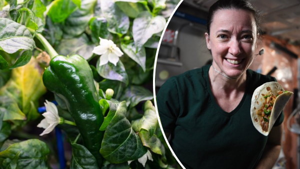 काटी गई स्पेस में उगाई गई मिर्च की फसल