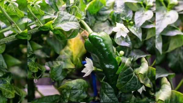 एस्ट्रोनॉट ने बनाई ये डिश