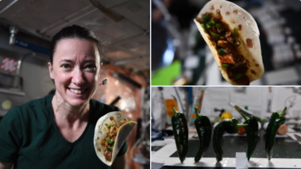 मिर्च कैसे उगाई गई?