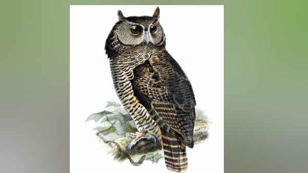 150 वर्षों में पहली बार आया नजर 