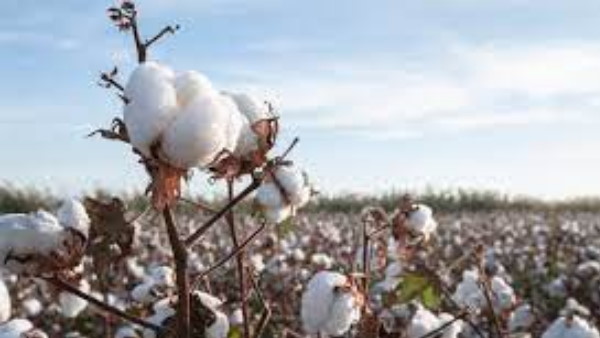 अभी और महंगा हो सकता है कच्छा-पजामा