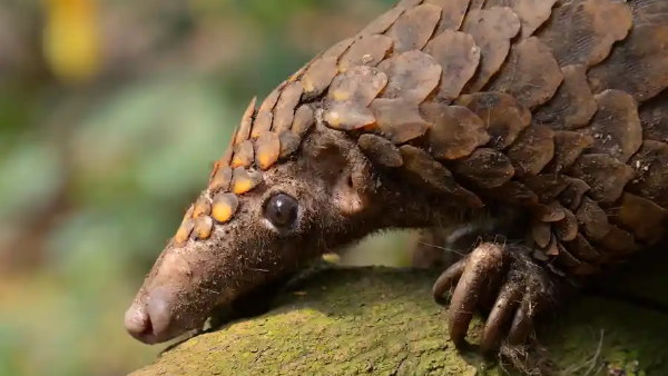 पुलिस ने छापेमारी कर बरामद किया दुर्लभ पैंगोलिन