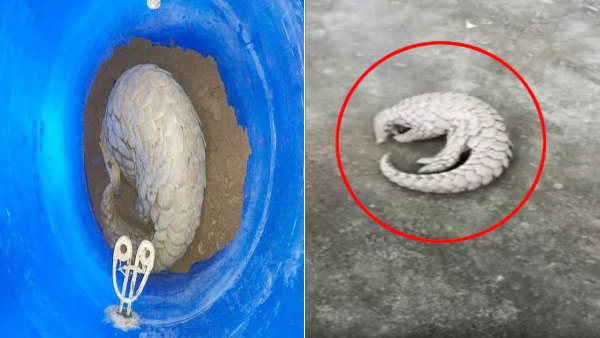 अंतर्राष्ट्रीय बाजार में कीमत चार करोड़