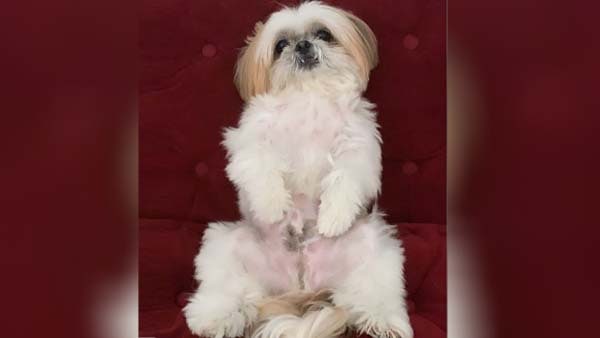 किसी सेलिब्रिटी से कम नहीं फ्रांसिस्को की जिंदगी किसी सेलिब्रिटी से कम नहीं फ्रांसिस्को की जिंदगी