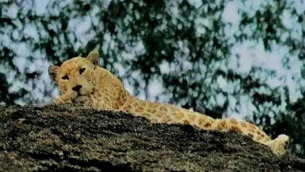 रणकपुर अरावली क्षेत्र में दिखा पिंंक पैंथर