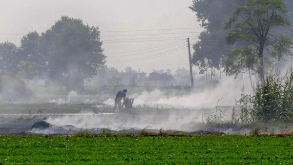 Punjab government will give cash reward to panchayats, farmers and cooperative societies that do not burn stubble Punjab government will give cash reward to panchayats, farmers and cooperative societies that do not burn stubble