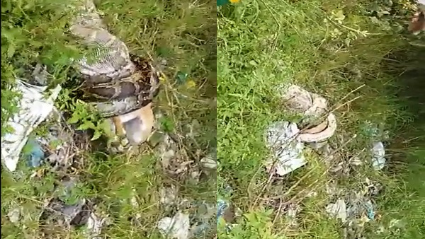 अजगर की जकड़ से नहीं निकल पा रही थी नीलगाय अजगर की जकड़ से नहीं निकल पा रही थी नीलगाय