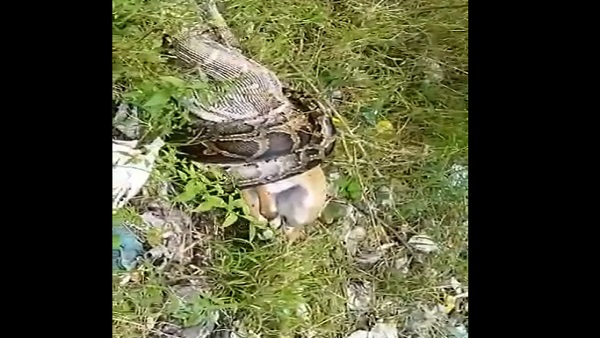 फॉरेस्ट विभाग की टीम ने पहुंचकर किया रेस्क्यू फॉरेस्ट विभाग की टीम ने पहुंचकर किया रेस्क्यू